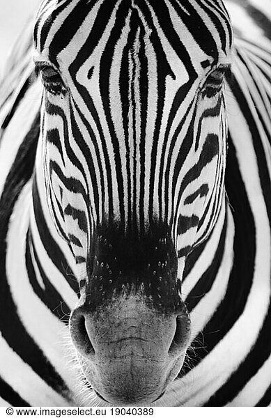 Portrait of a zebra in the Etosha National Park in Namibia