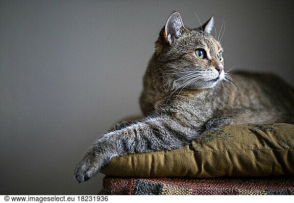 Portrait of alerted cat lying on cushion