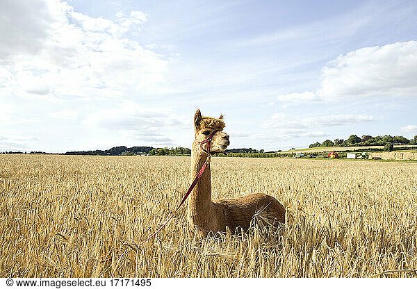 Portrait of alpaca standing in barley field