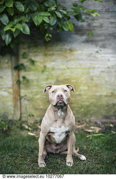 Portrait of American Pit Bull Terrier sitting at yard