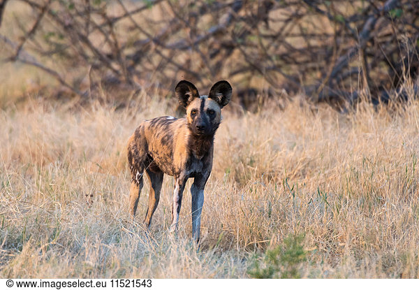 Portrait of an african wild dog (Lycaon pictus)  Savuti marsh  Chobe National Park  Botswana