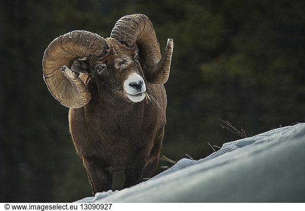 Portrait of big horn sheep grazing on mountain steep