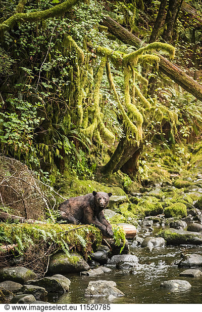 Portrait of black bear waiting to catch salmon on riverbank  Ucluelet  Vancouver Island  British Columbia  Canada