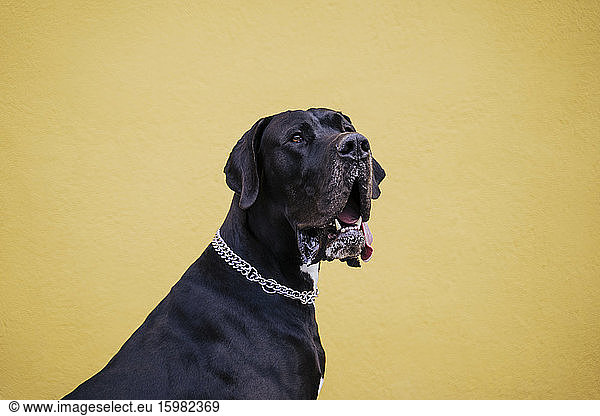 Portrait of black dog against yellow wall