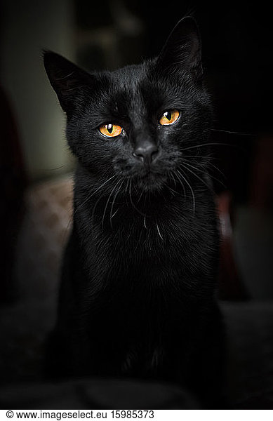 Portrait of black domestic cat