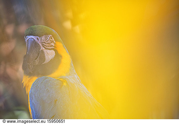 Portrait of blue and yellow macaw  Manaus  Brazil
