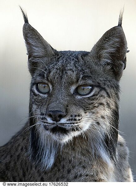 Portrait of bobcat (Lynx rufus) looking away
