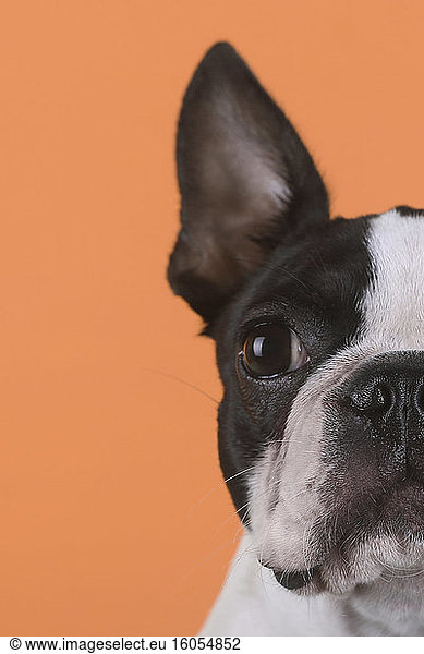 Portrait of boston terrier puppy in front of orange background