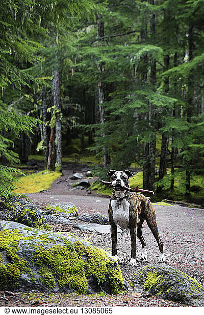 Portrait of Boxer carrying stick in mouth while standing at forest