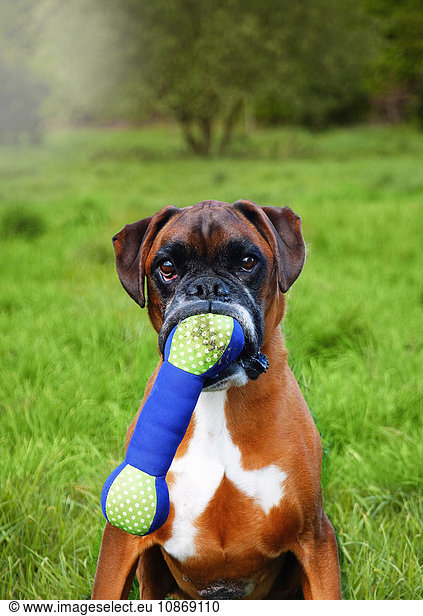 Portrait of boxer dog holding toy bone in mouth