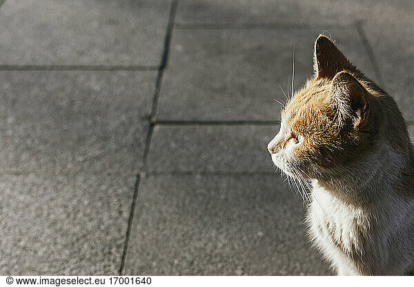 Portrait of brown and white cat standing on pavement