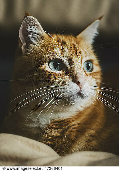 Portrait of brown cat relaxing indoors