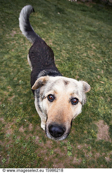 Portrait of brown dog looking up at camera
