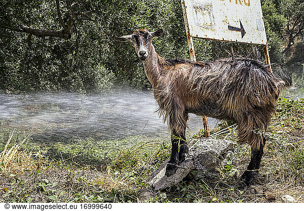 Portrait of brown goat cooling off in spray of water
