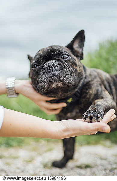 Portrait of bulldog giving paw