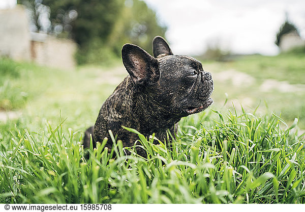 Portrait of bulldog sitting on a meadow