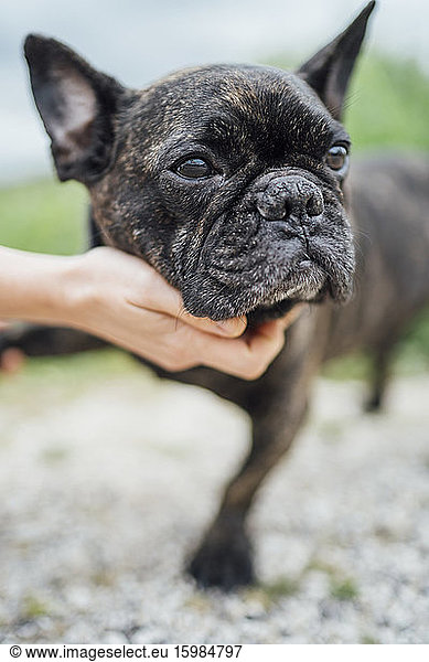 Portrait of bulldog stroking by a hand
