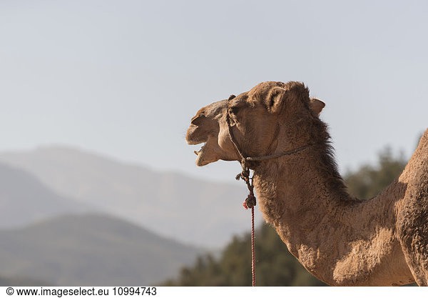 Portrait of Camel  Marrakesh  Morocco