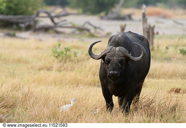 Portrait of cape buffalo (Syncerus caffer) standing in grassland  Khwai concession  Okavango delta  Botswana