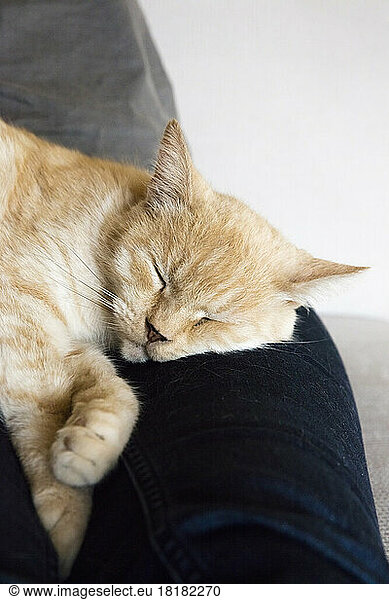 Portrait of cat sleeping on legs of woman