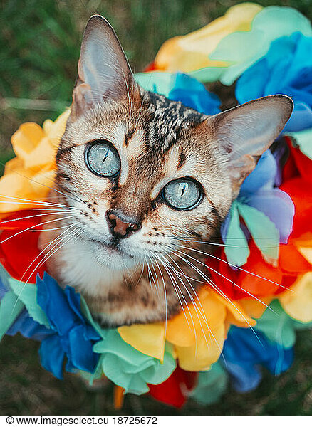 Portrait of cat with flower necklace with the colors of the LGTB flag