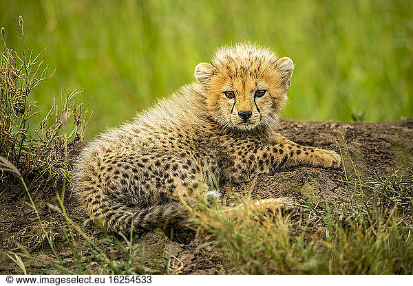 Portrait of cheetah cub (Acinonyx jubatus) lying on the ground and looking at the camera; Tanzania
