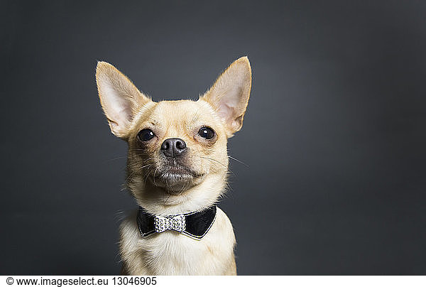 Portrait of Chihuahua with pet collar against gray background
