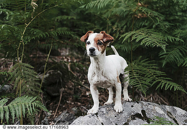 Portrait of cute puppy standing on rock against plants in forest