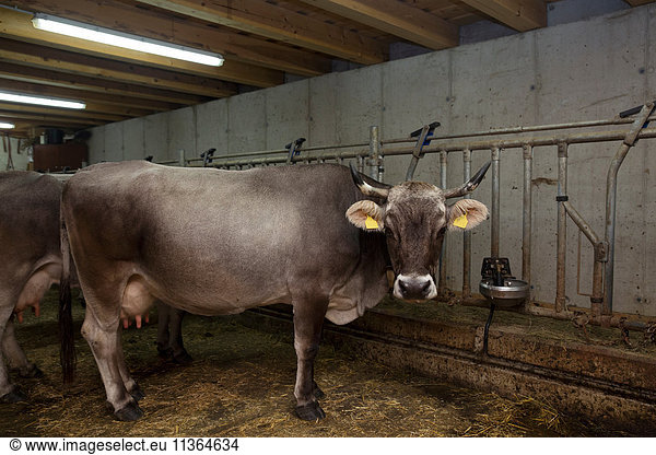 Portrait of dairy farm cow in shed  Sattelbergalm  Tyrol  Austria