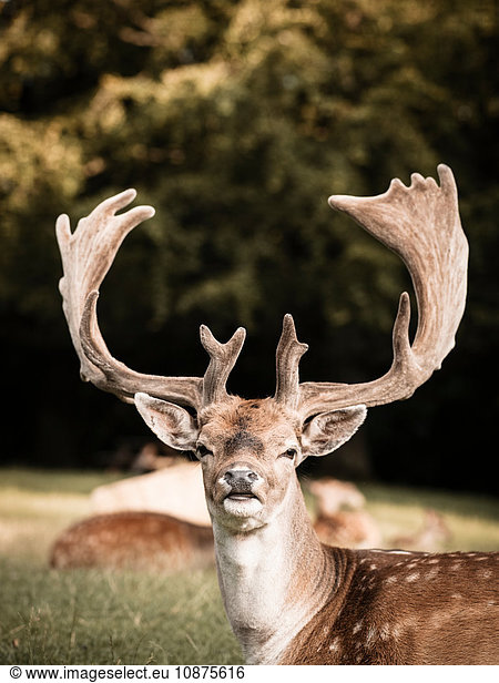Portrait of deer  Aarhus  Denmark