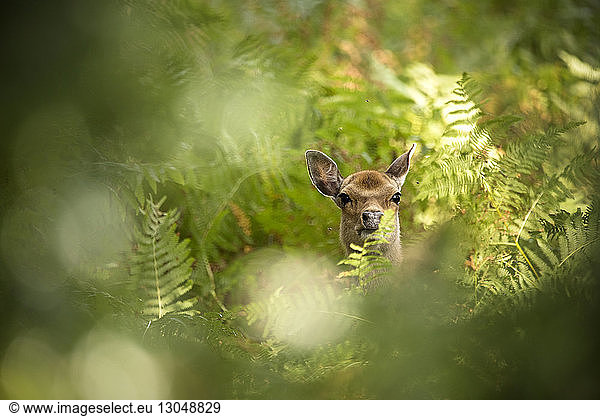 Portrait of deer amidst fern plants in forest