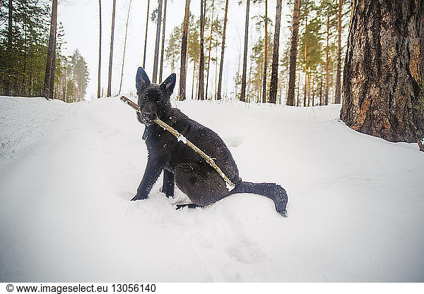 Portrait of dog carrying stick in mouth while sitting on snow covered field