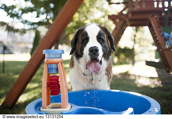 Portrait of dog drinking water from container at playground
