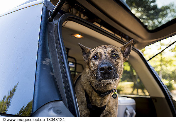 Portrait of dog in car trunk