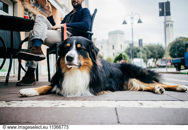 Portrait of dog lying down waiting at sidewalk cafe
