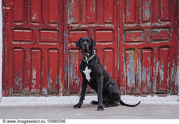 Portrait of dog sitting in front of an old red wooden door