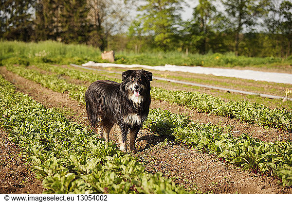 Portrait of dog standing in agriculture field