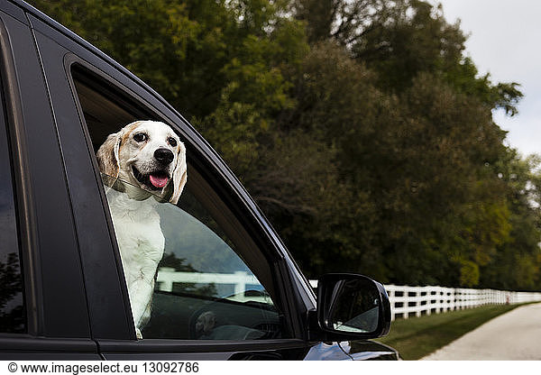 Portrait of dog sticking out tongue while looking through car's window
