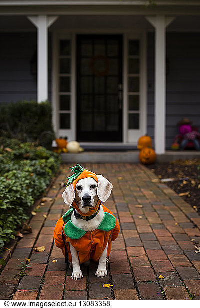 Portrait of dog wearing pumpkin costume sitting on walkway against house during Halloween