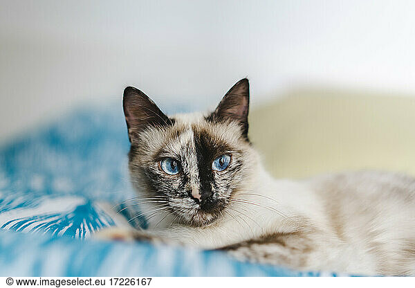 Portrait of domestic cat with blue eyes