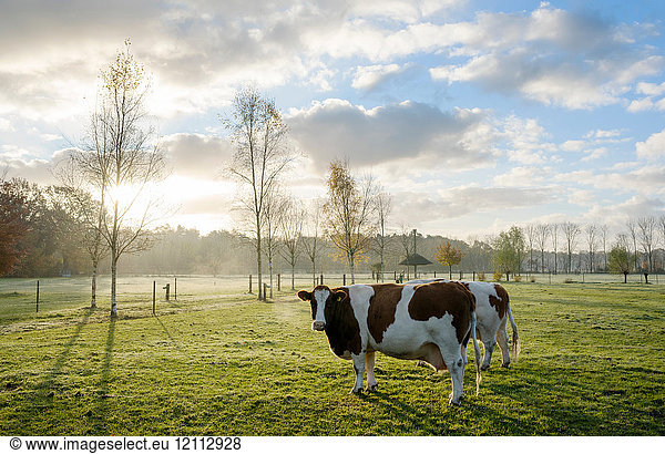 Portrait of domestic cows in field
