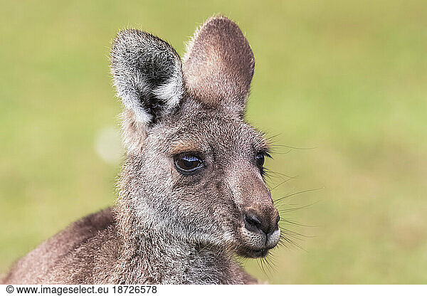 Portrait of eastern grey kangaroo (Macropus giganteus)