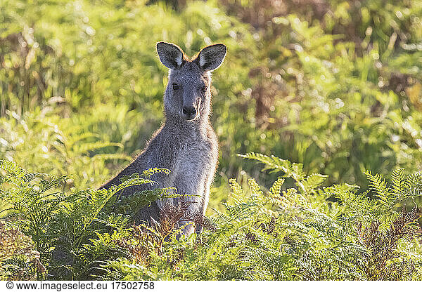 Portrait of eastern grey kangaroo (Macropus giganteus) standing amid green flora