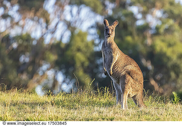 Portrait of eastern grey kangaroo (Macropus giganteus) standing outdoors