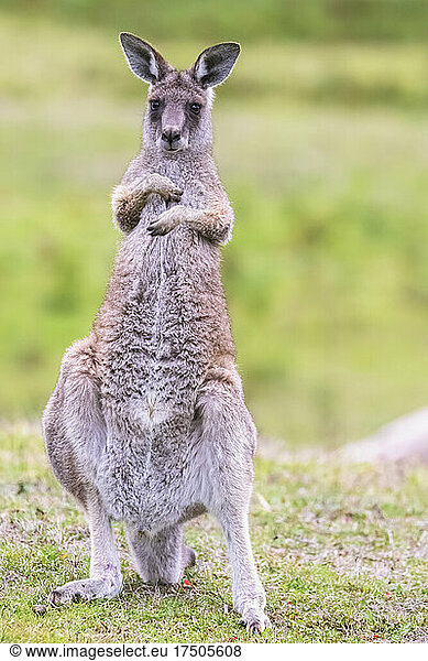 Portrait of eastern grey kangaroo (Macropus giganteus) standing outdoors