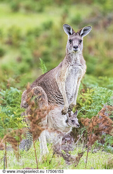 Portrait of eastern grey kangaroo (Macropus giganteus) standing with baby in pouch