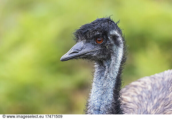 Portrait of emu (Dromaius novaehollandiae) looking away