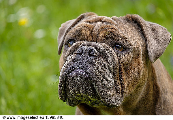 Portrait of English Bulldog looking away