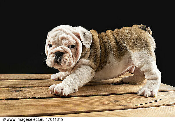 Portrait of English Bulldog puppy
