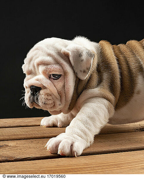 Portrait of English Bulldog puppy